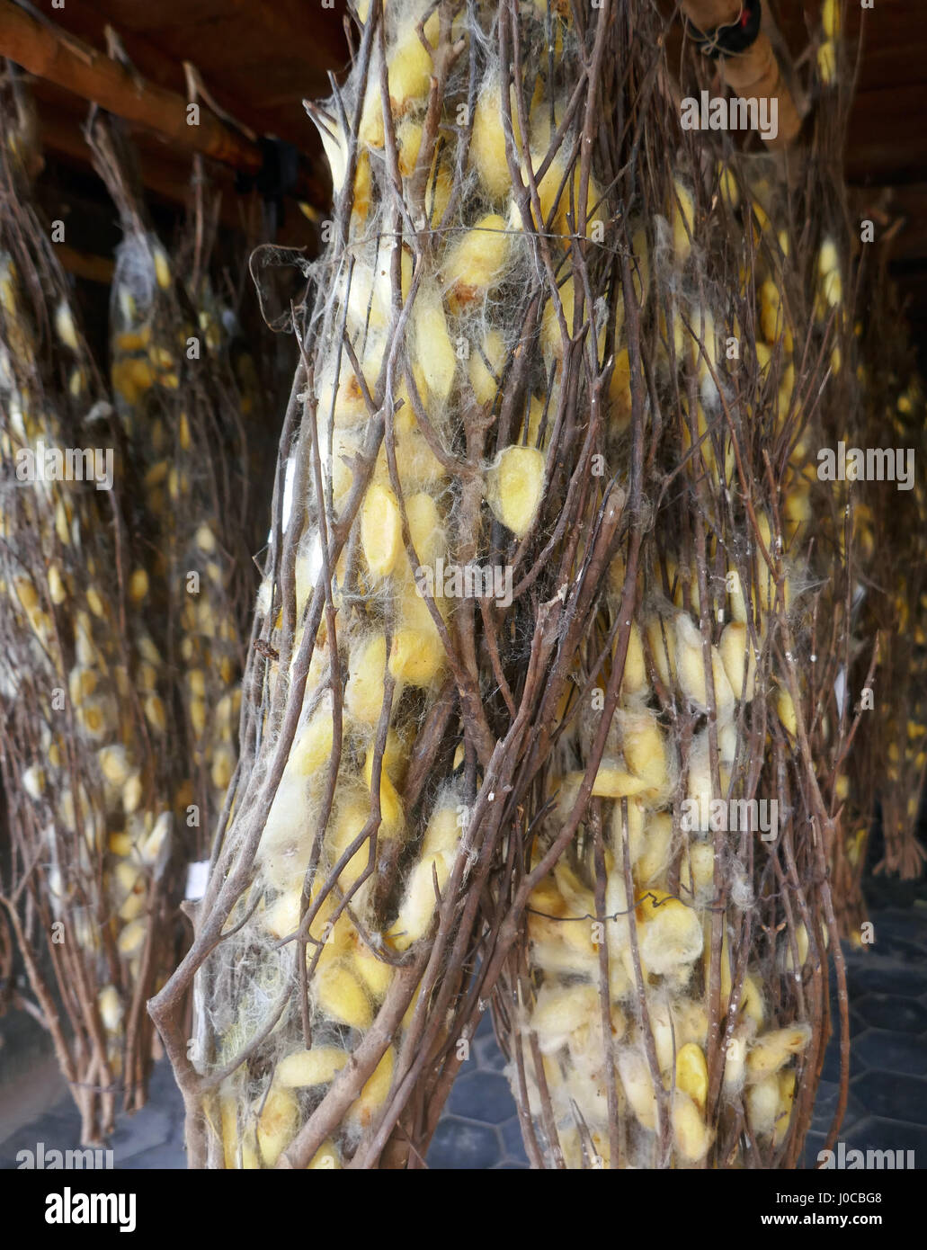 Cocoons of silkworms Stock Photo