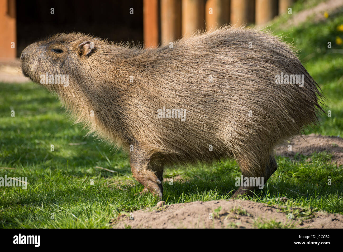 Lovely animals at the Yorkshire Wildlife Park in Doncaster, South Yorkshire Stock Photo