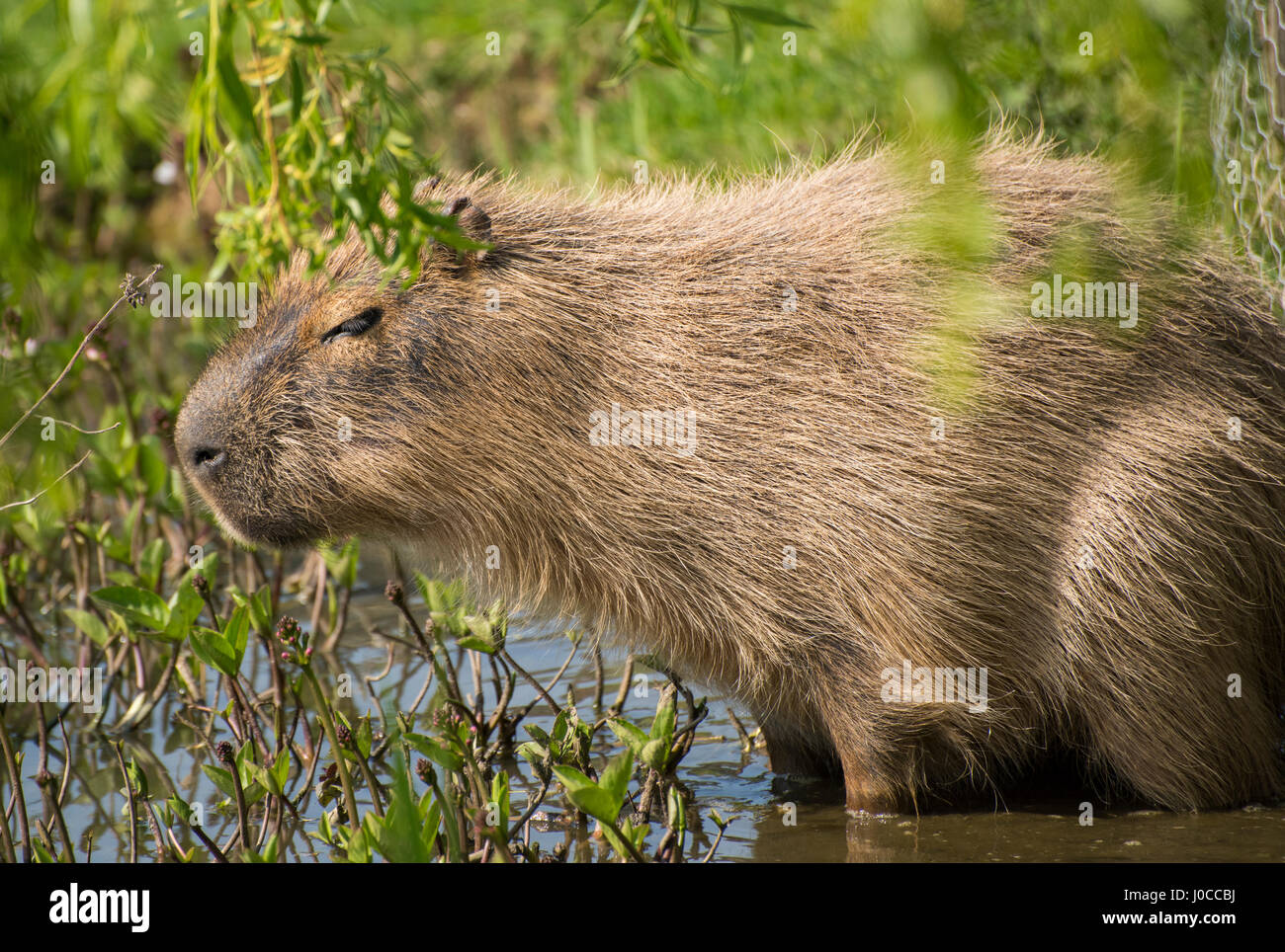 Lovely animals at the Yorkshire Wildlife Park in Doncaster, South