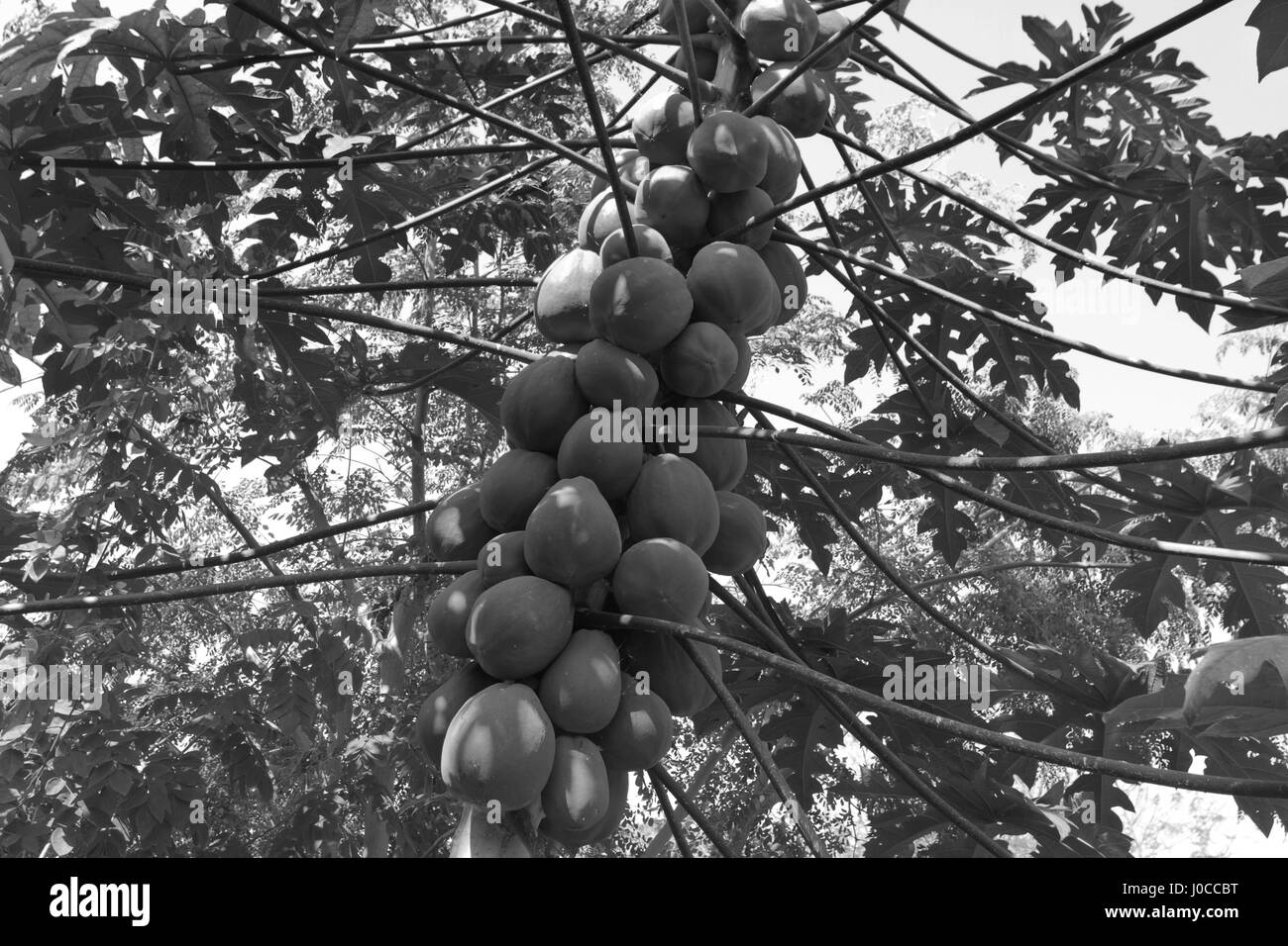 Papaya tree, nemawar, madhya pradesh, india, asia Stock Photo