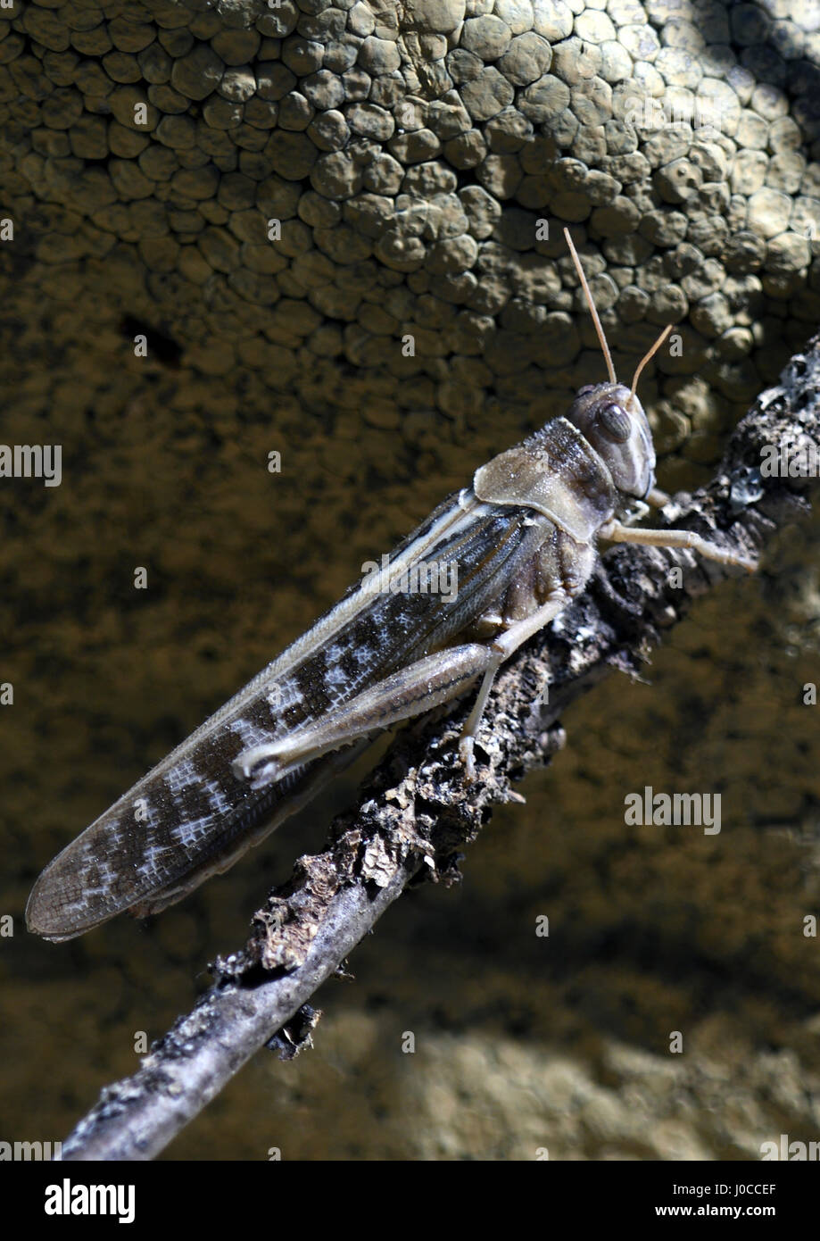 desert locust;schistocerca gregaria;captive;highlands;scotland Stock Photo