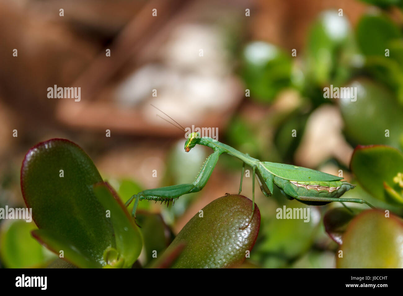 Mantis (Mantodea) on the leaves of an Jade plant (Crassula ovata) Stock Photo