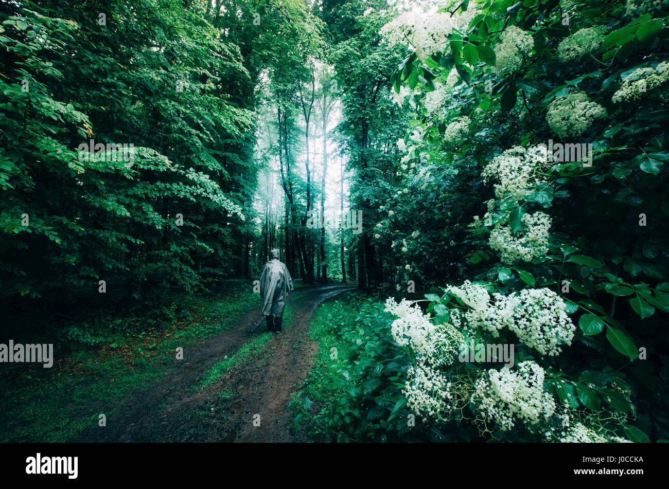 fantasy forest landscape Stock Photo