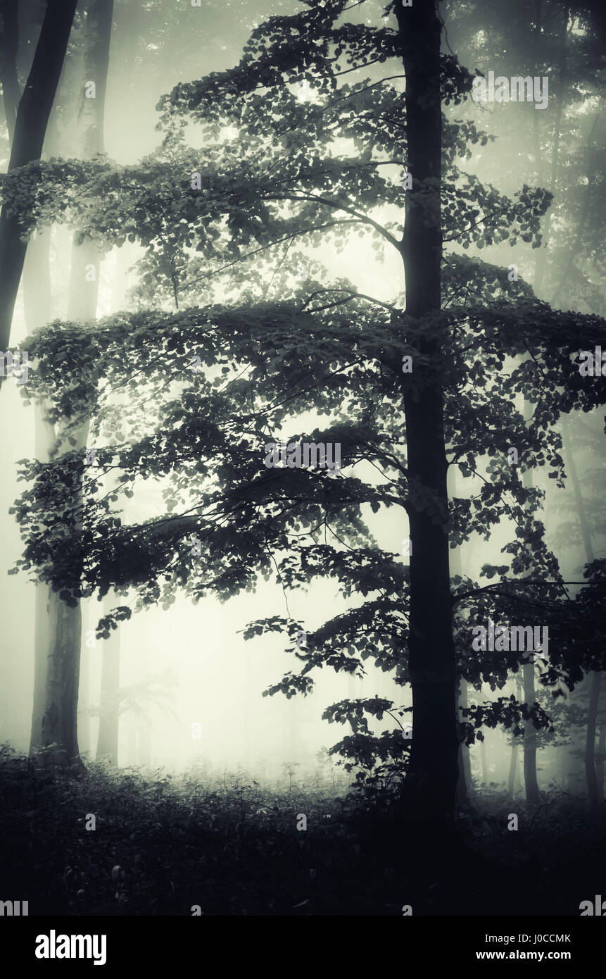 forest tree in mist landscape Stock Photo