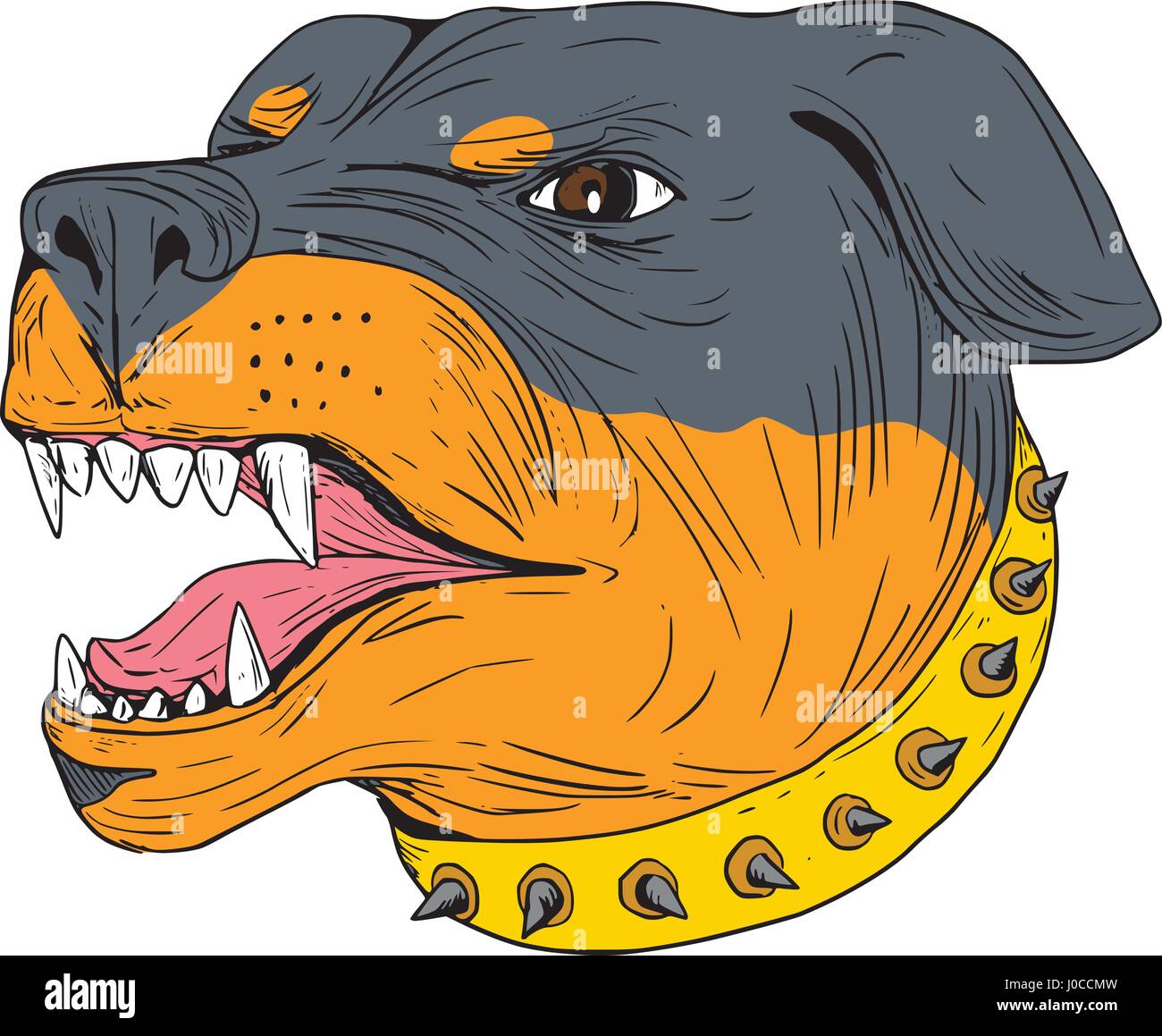 Drawing sketch style illustration of an aggressive Rottweiler Metzgerhund mastiff-dog guard dog head showing teeth set on isolated white background. Stock Vector