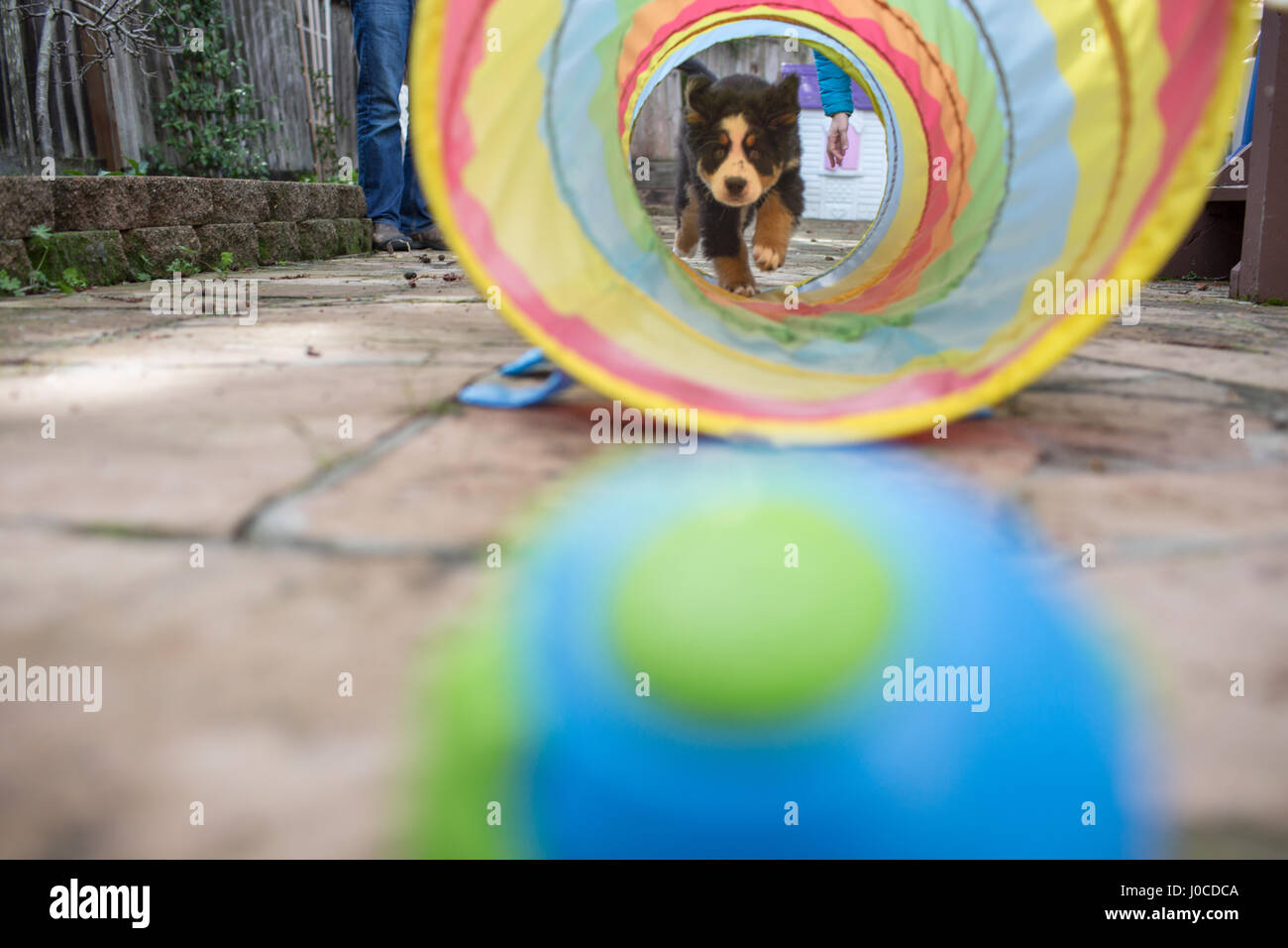 Young dog walking through child's play tunnel Stock Photo