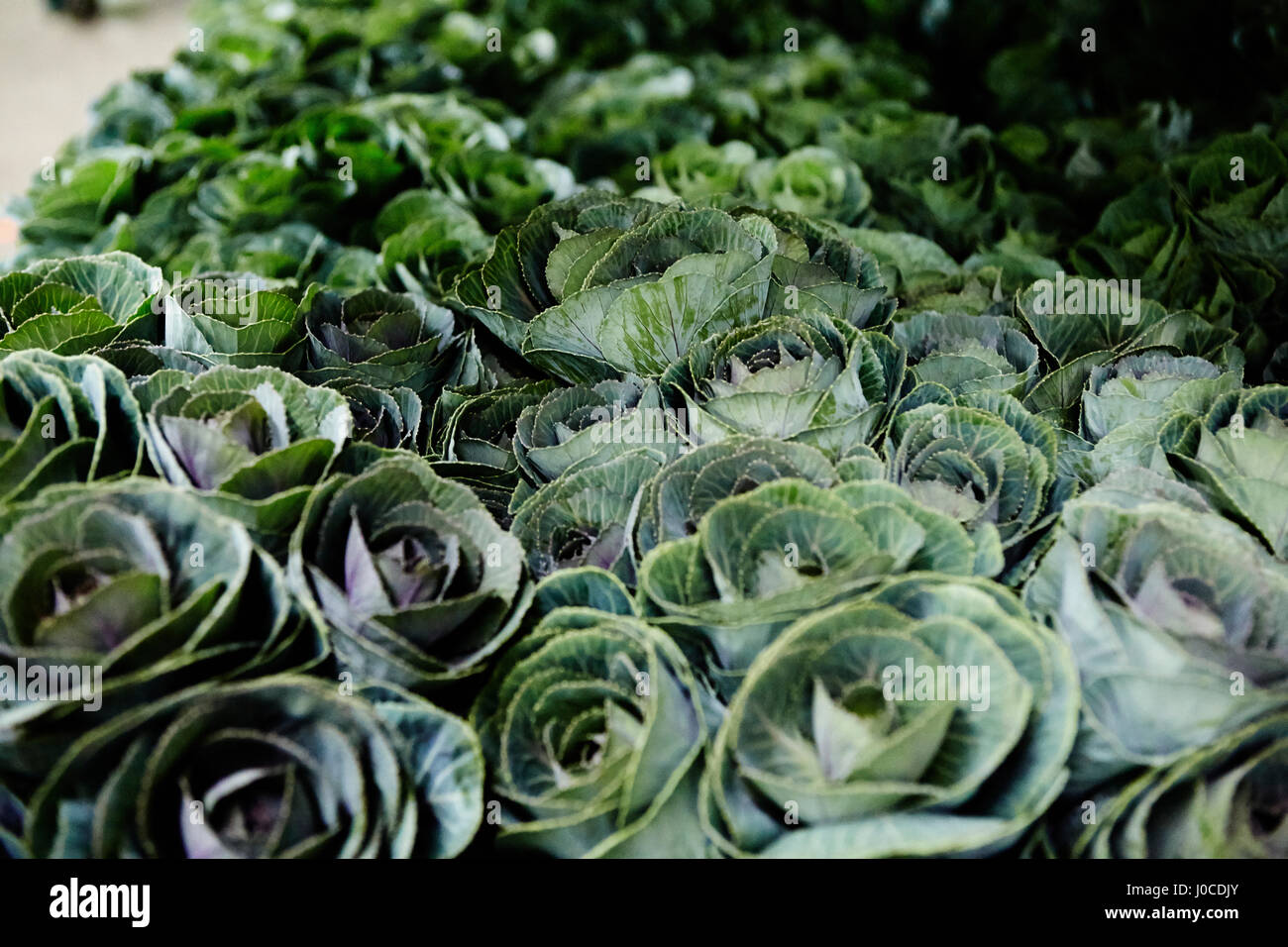 Decorative cabbage Stock Photo