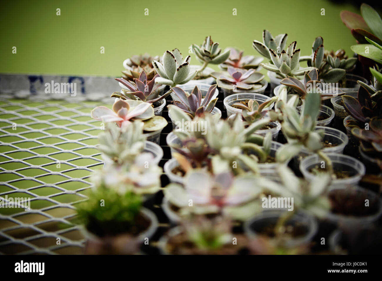Pots of succulent plants on wire rack Stock Photo