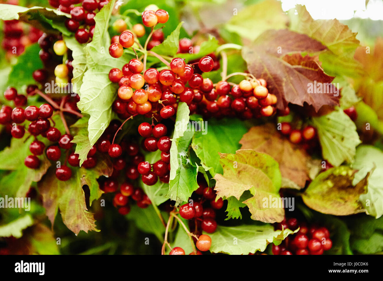 Cluster of red berries and leaves Stock Photo