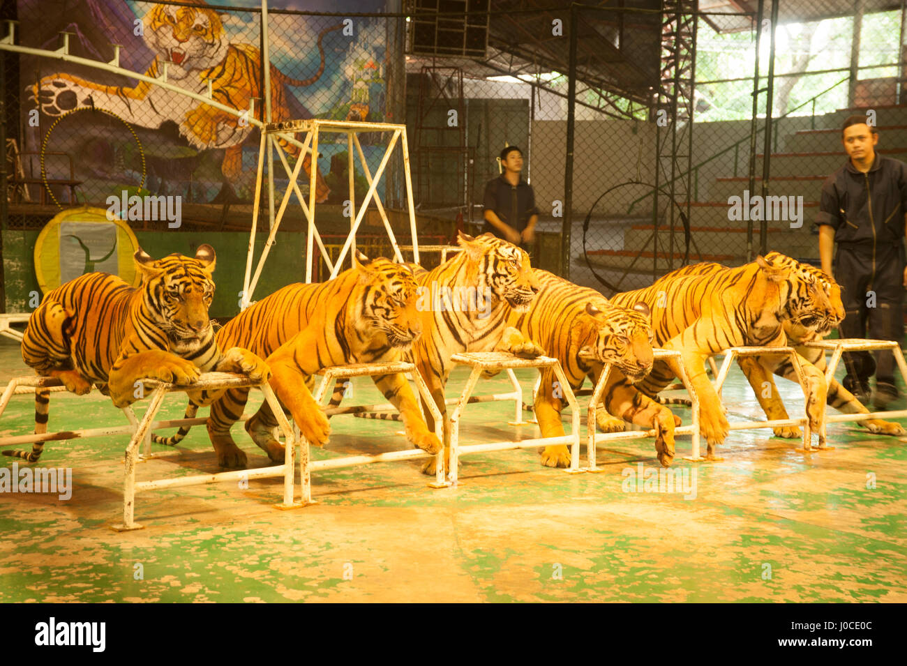 Tiger Show Sriracha Tiger Zoo Bangkok Thailand Asia Stock Photo Alamy