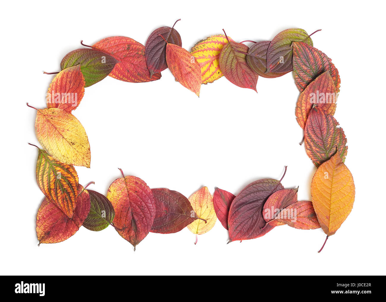 Autumn leaves isolated on white background Stock Photo - Alamy