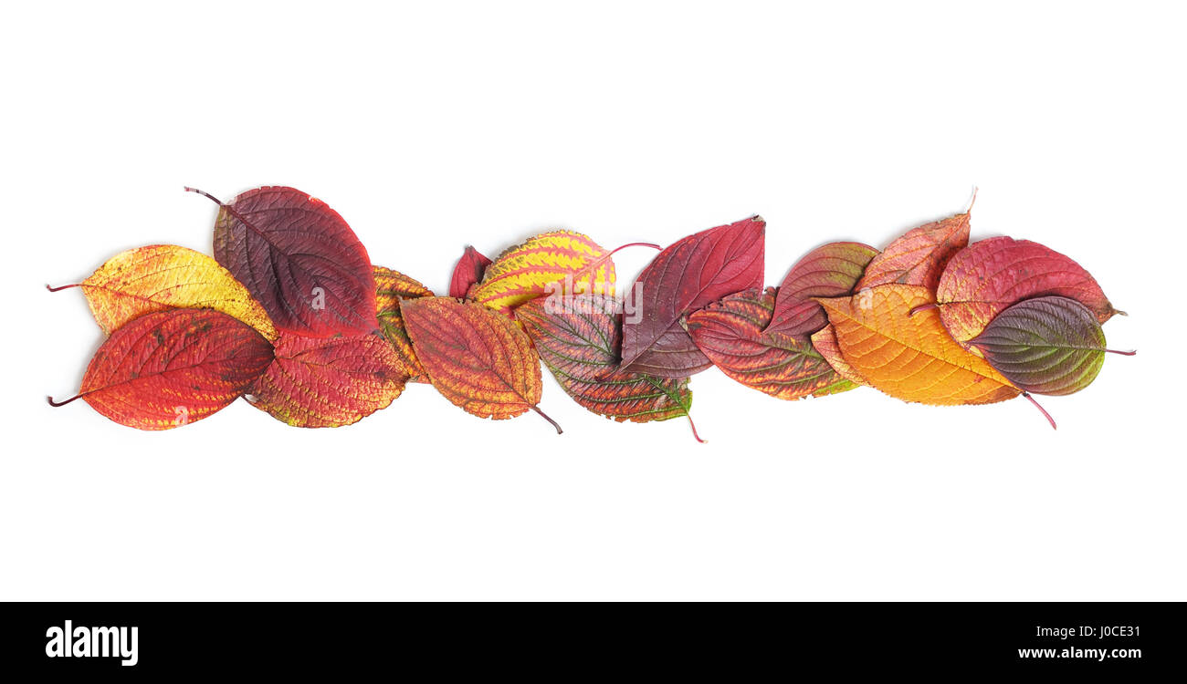 Autumn leaves isolated on white background Stock Photo - Alamy