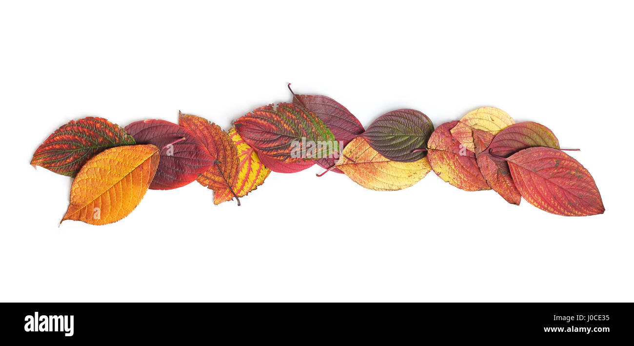 Autumn leaves isolated on white background Stock Photo - Alamy