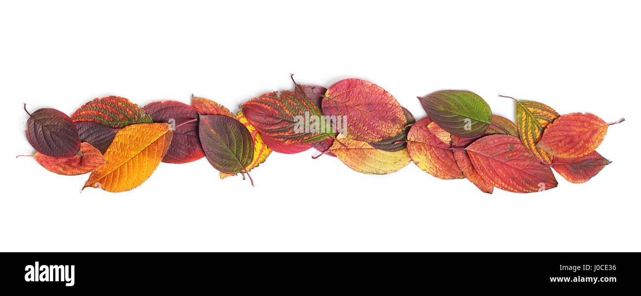 Autumn leaves isolated on white background Stock Photo - Alamy