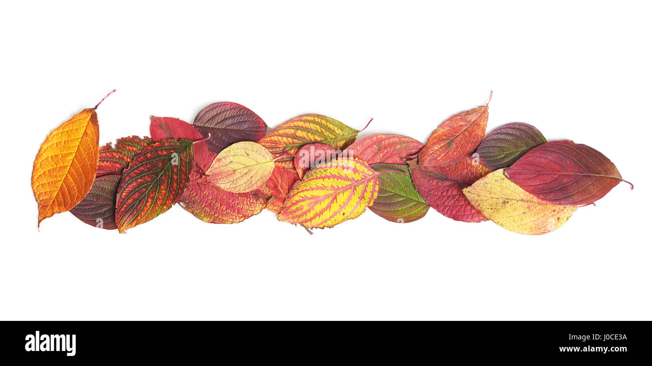Autumn leaves isolated on white background Stock Photo - Alamy