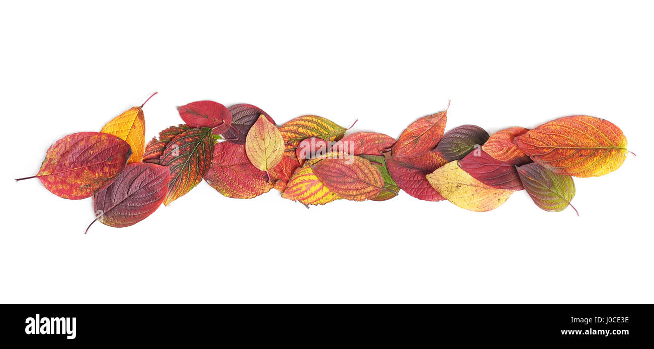Autumn leaves isolated on white Stock Photo - Alamy