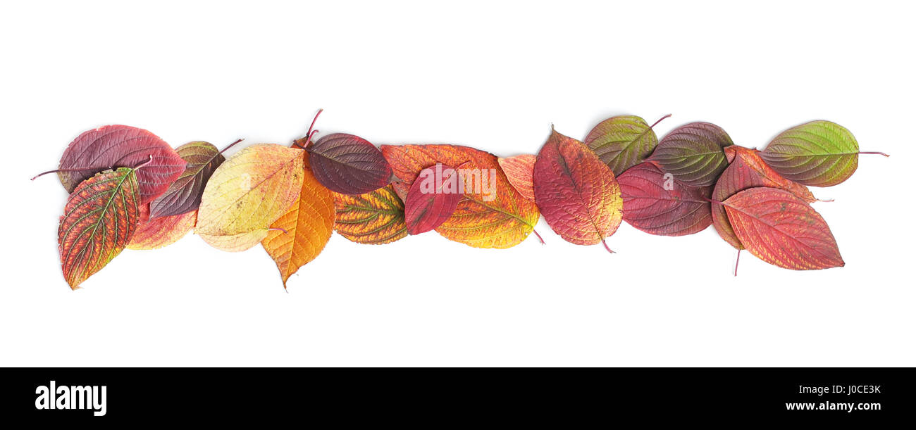 Autumn leaves isolated on white background Stock Photo - Alamy