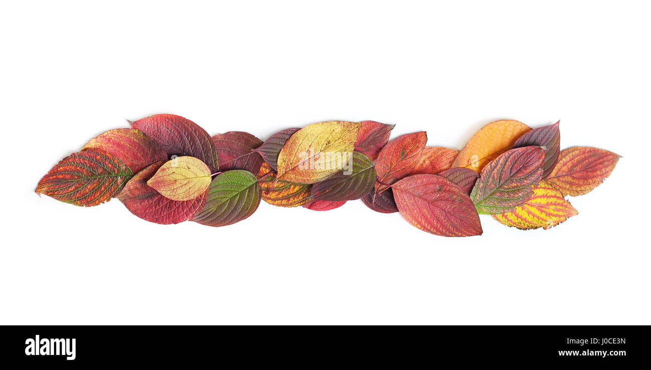 Autumn leaves isolated on white background Stock Photo - Alamy