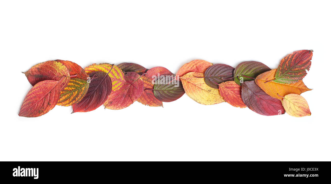 Autumn leaves isolated on white background Stock Photo - Alamy