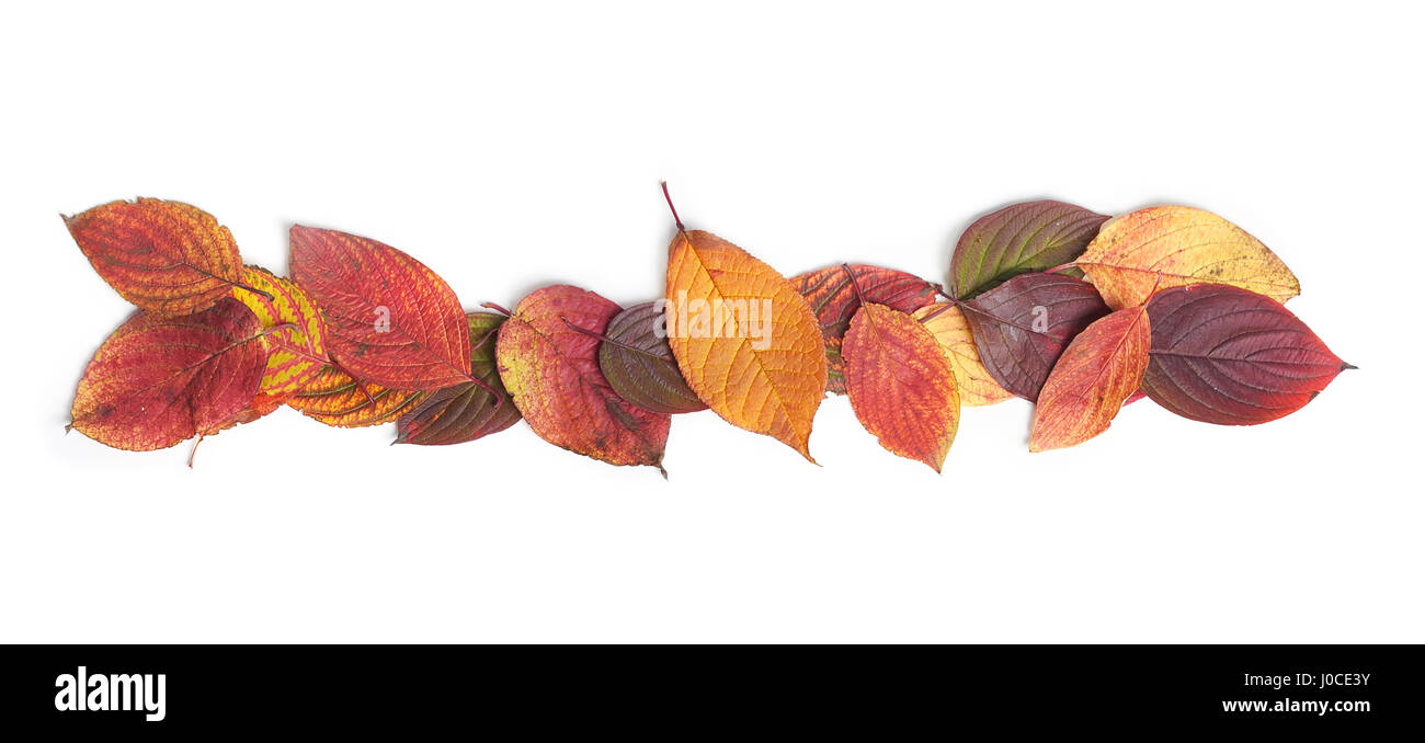 Autumn leaves isolated on white background Stock Photo - Alamy