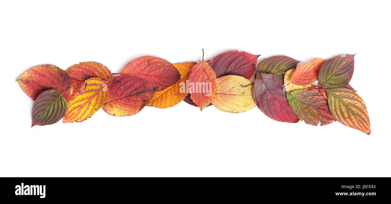 Autumn leaves isolated on white background Stock Photo - Alamy