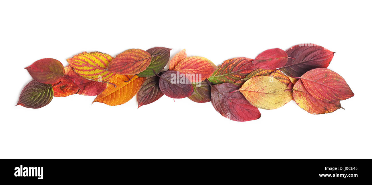 Autumn leaves isolated on white background Stock Photo - Alamy