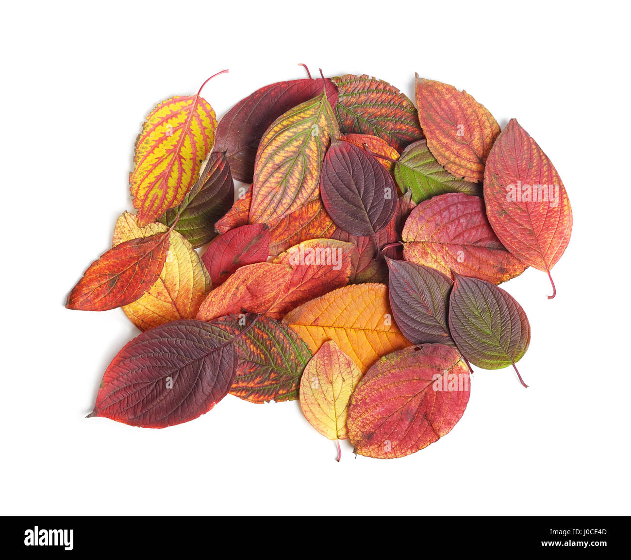 Autumn leaves isolated on white background Stock Photo - Alamy