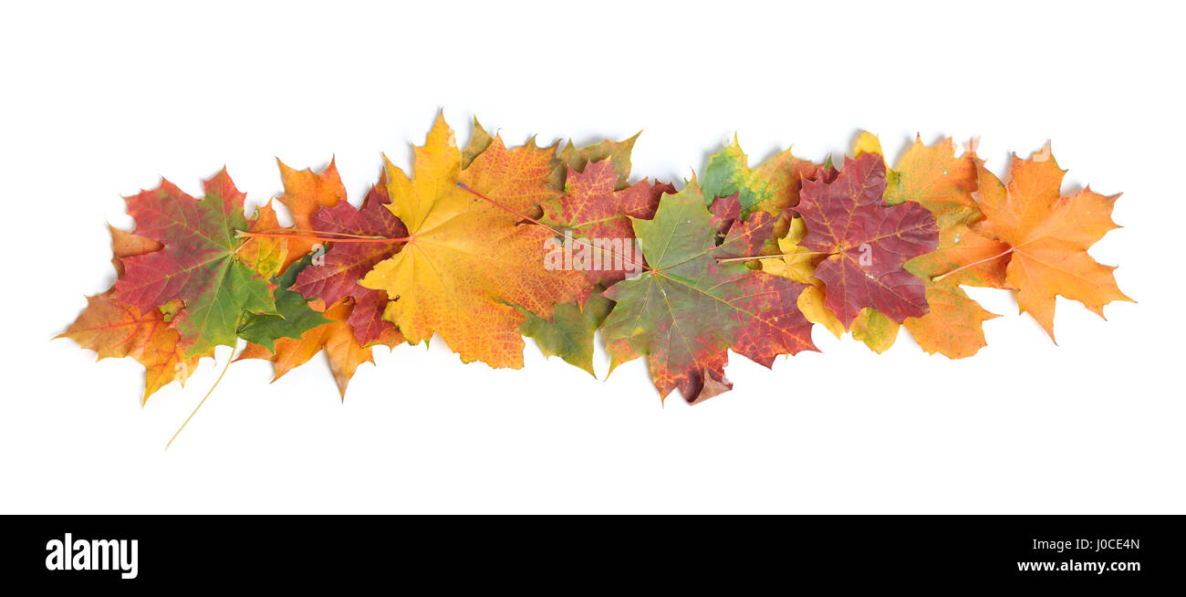 Autumn leaves isolated on white background Stock Photo - Alamy