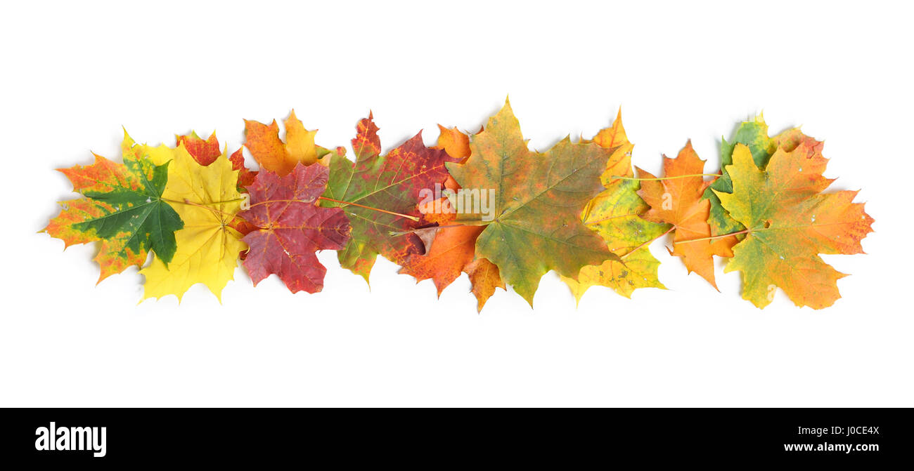 Autumn leaves isolated on white background Stock Photo - Alamy