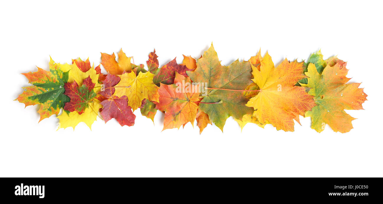 Autumn leaves isolated on white background Stock Photo - Alamy