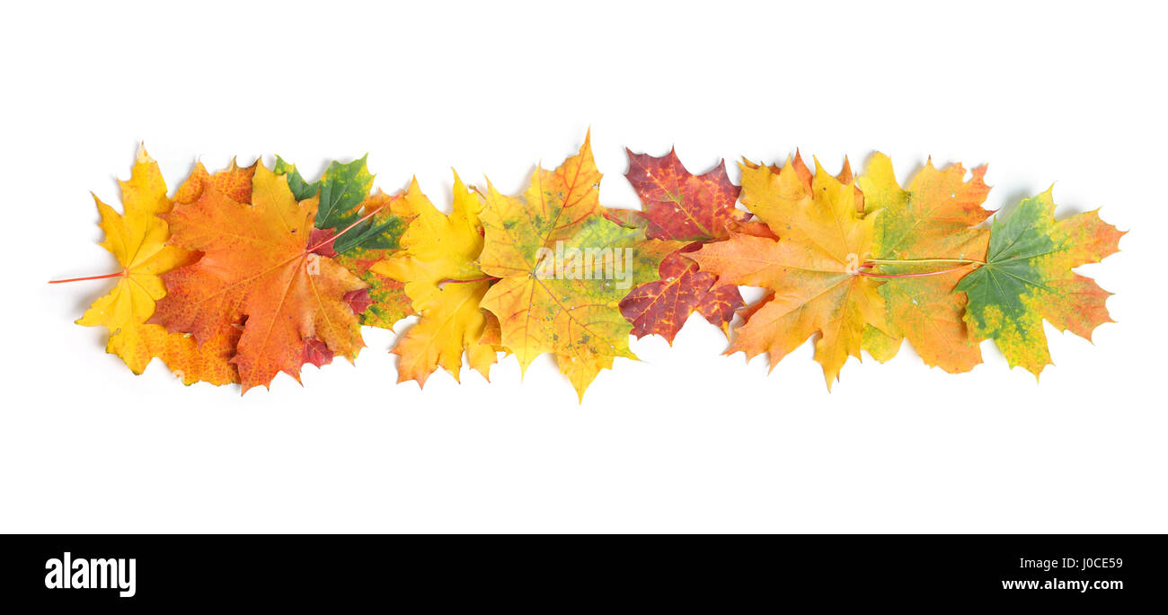 Autumn leaves isolated on white background Stock Photo - Alamy