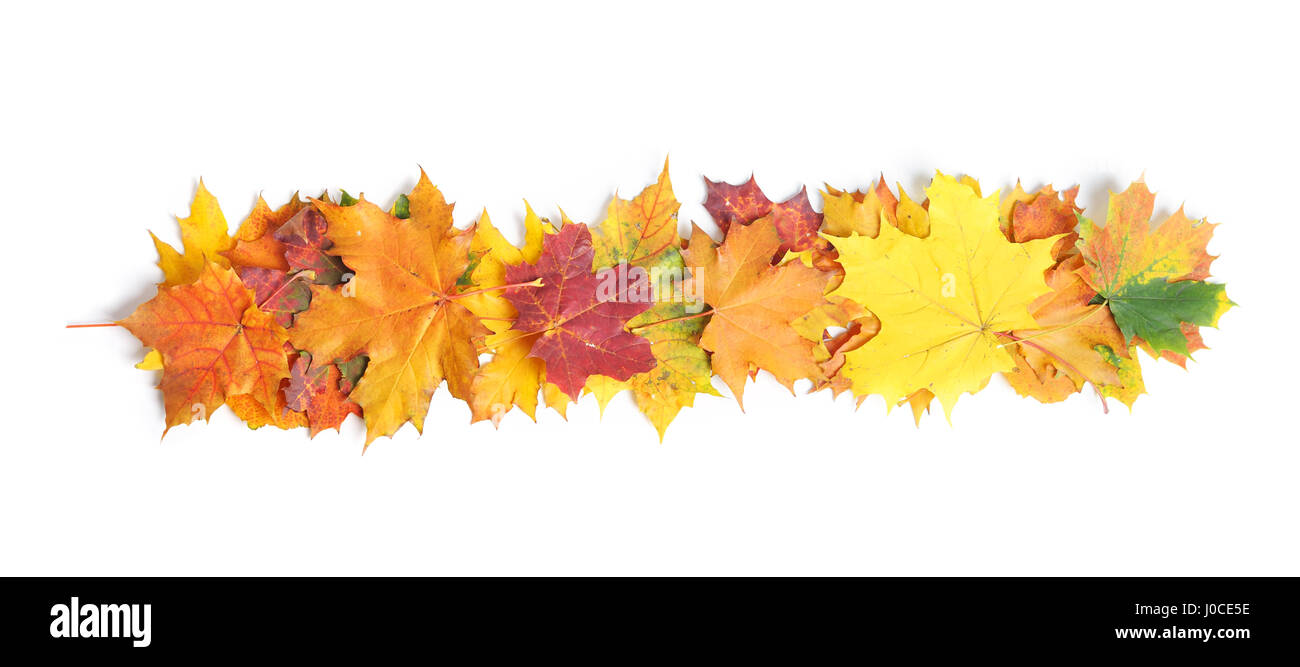 Autumn leaves isolated on white background Stock Photo - Alamy