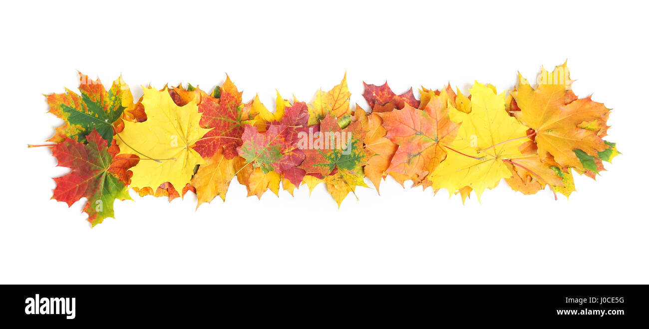 Autumn leaves isolated on white background Stock Photo - Alamy