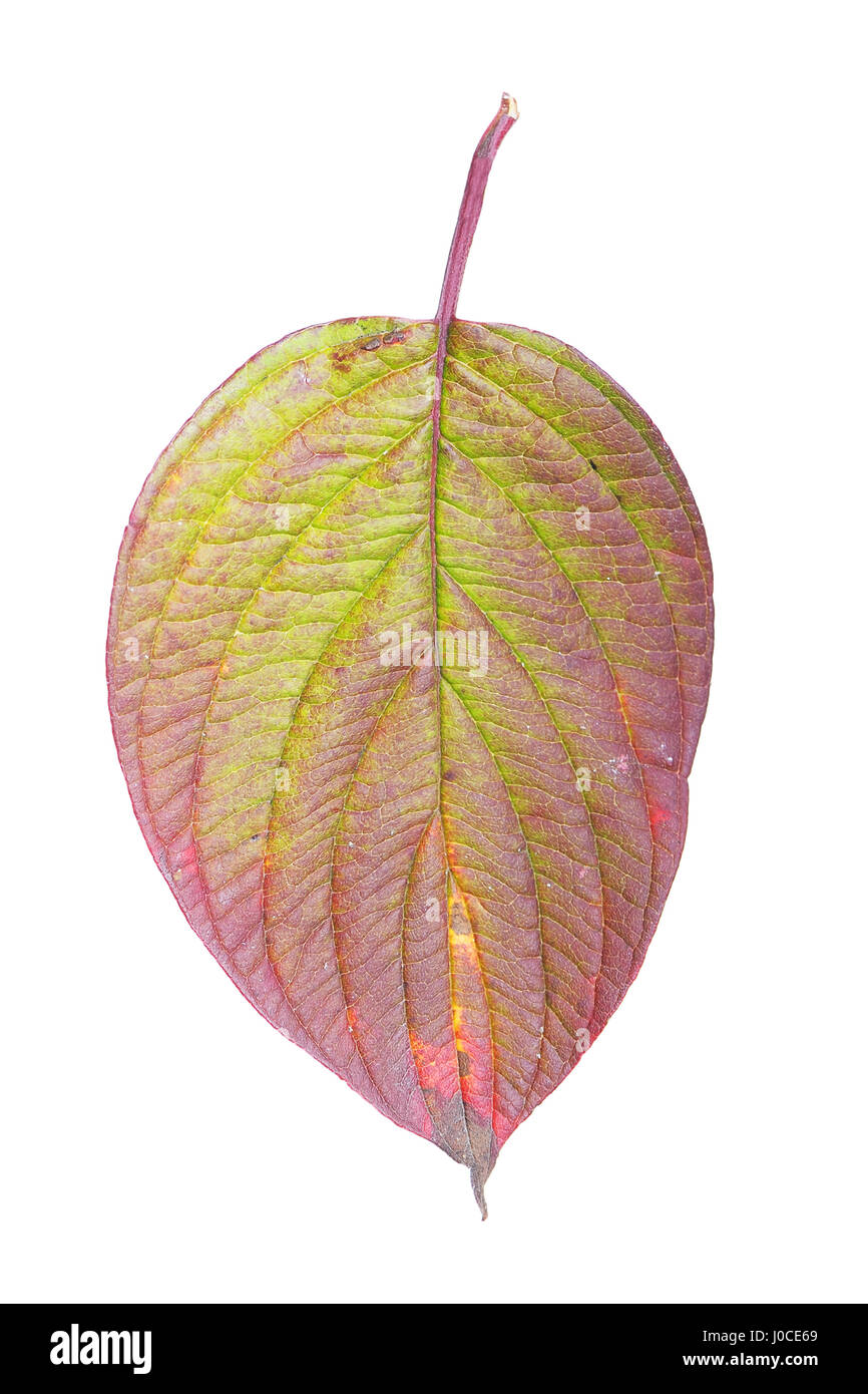 Autumn leaf isolated on white background Stock Photo - Alamy