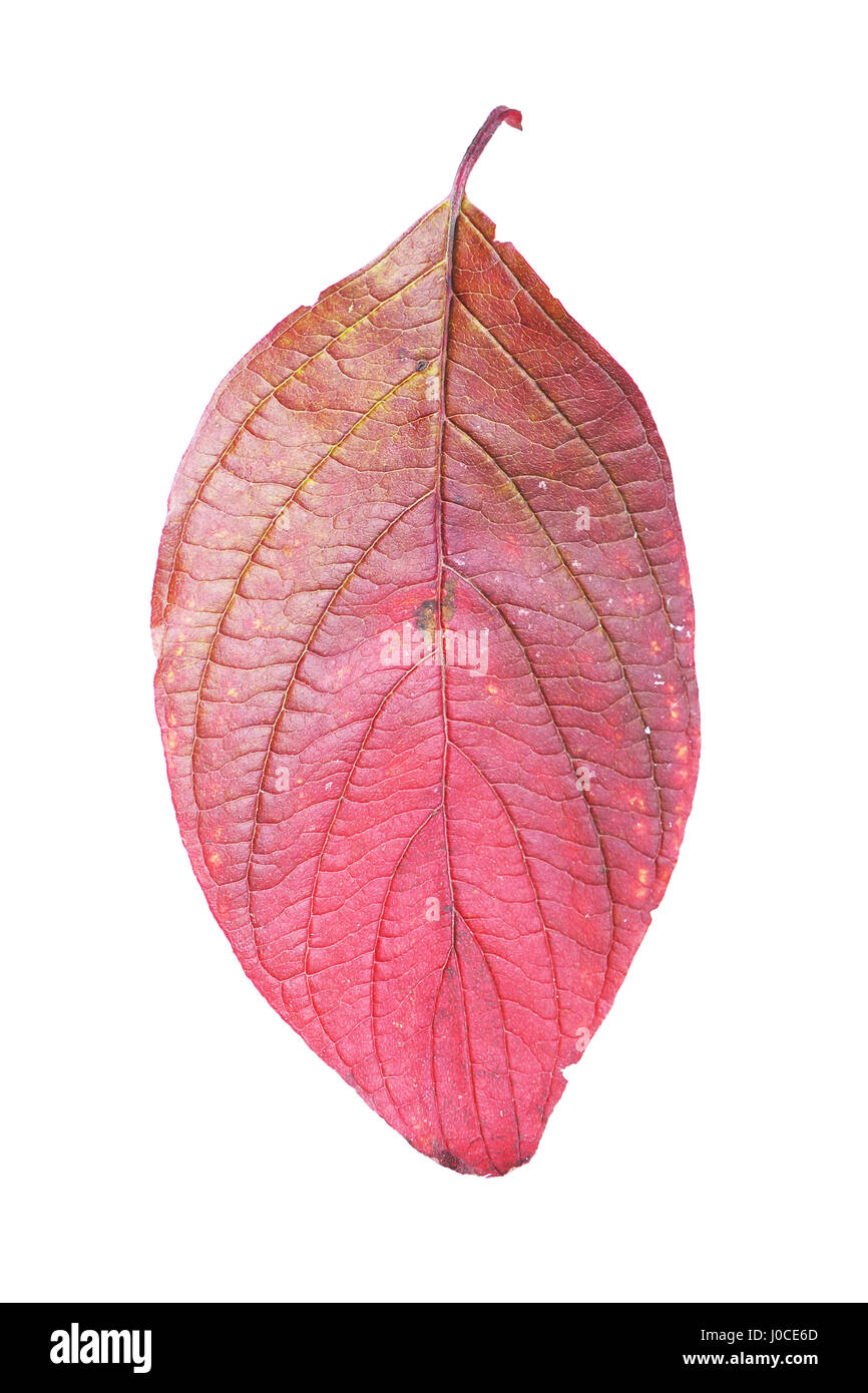 Autumn leaf isolated on white background Stock Photo - Alamy
