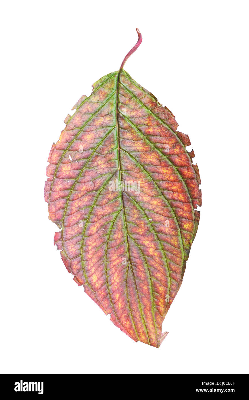 Autumn leaf isolated on white background Stock Photo - Alamy