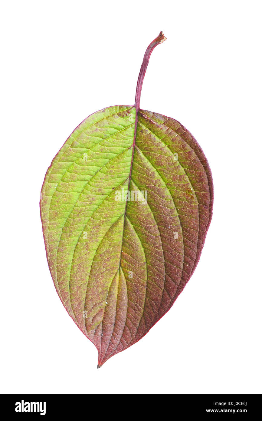 Autumn leaf isolated on white background Stock Photo - Alamy