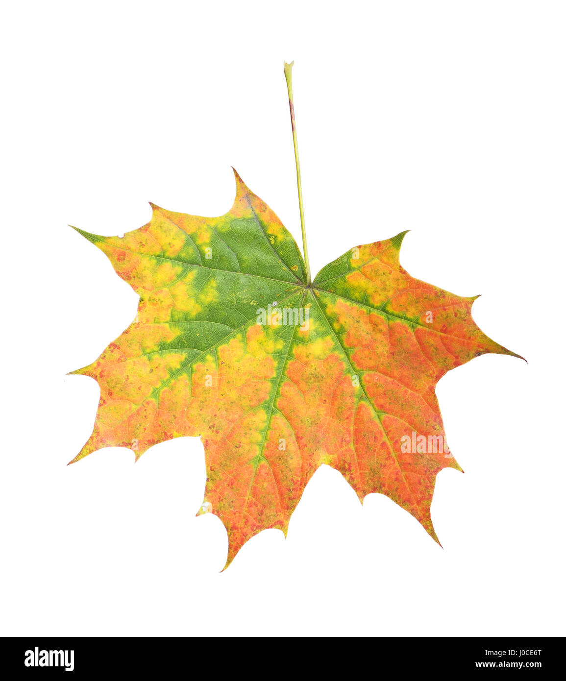 Maple leaf isolated on white background Stock Photo - Alamy