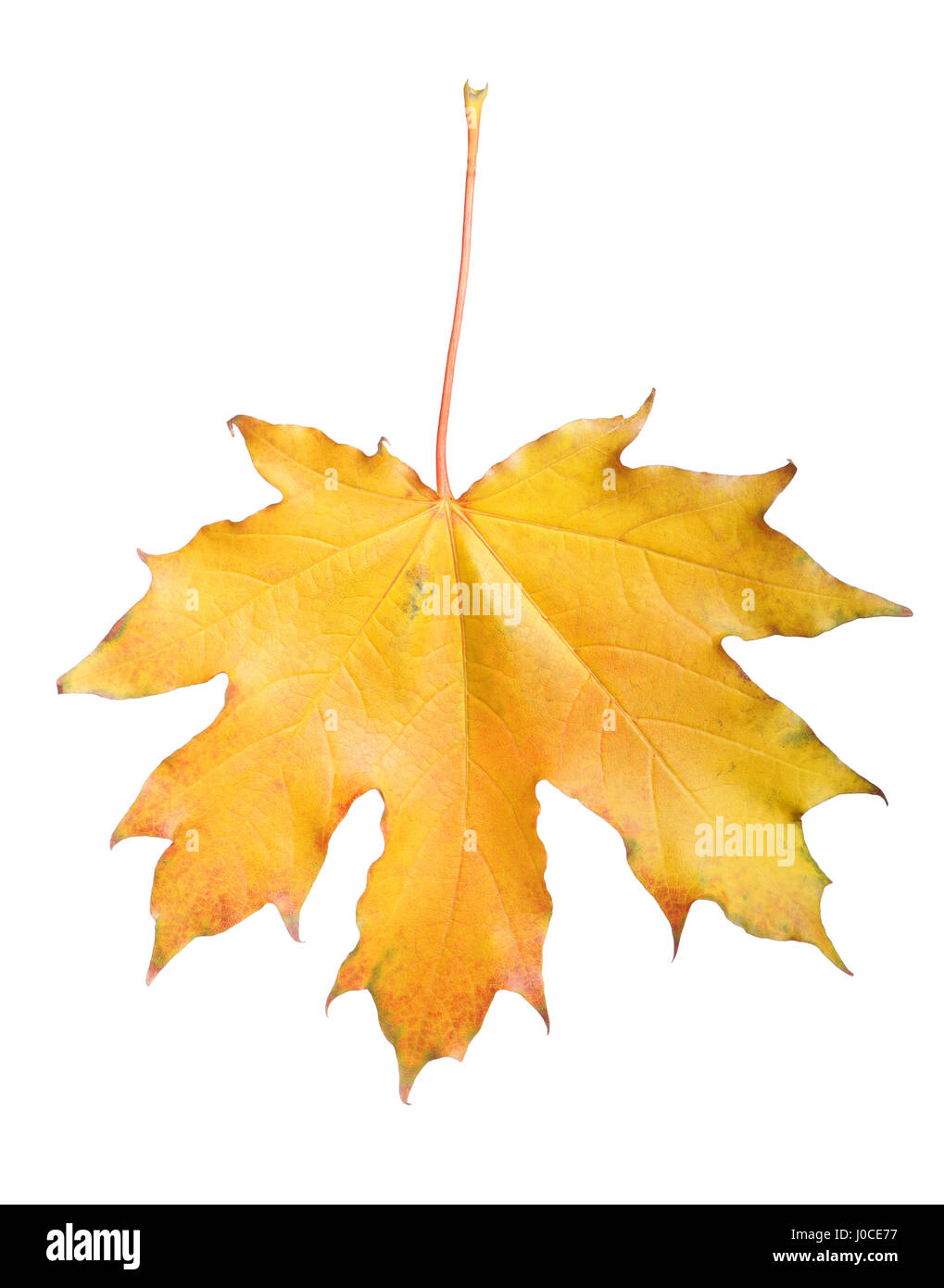 Maple leaf isolated on white background Stock Photo - Alamy