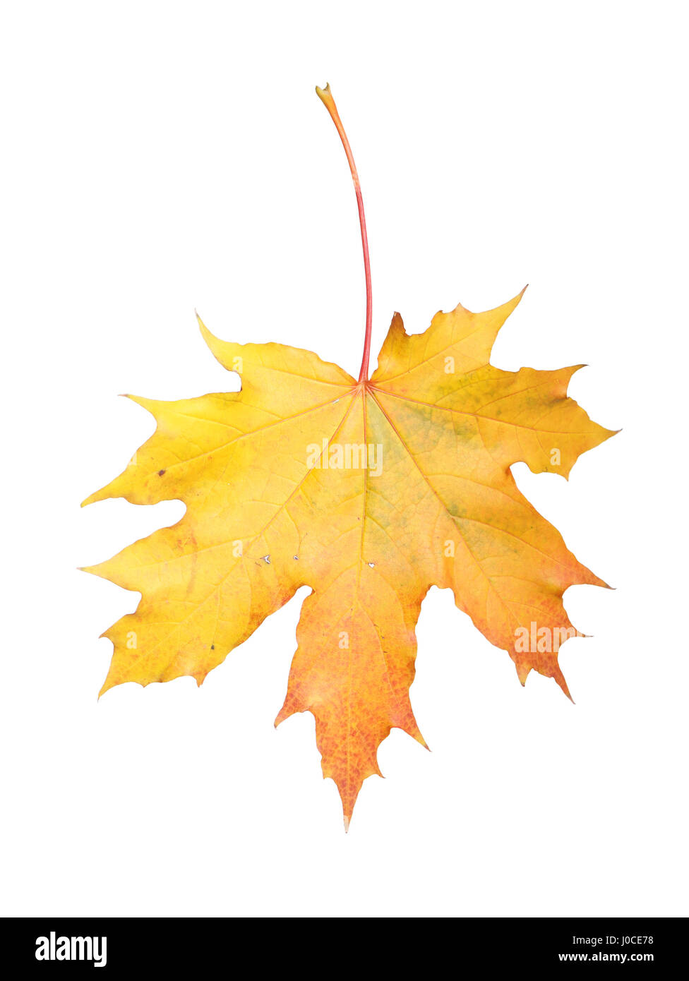 Maple leaf isolated on white background Stock Photo - Alamy