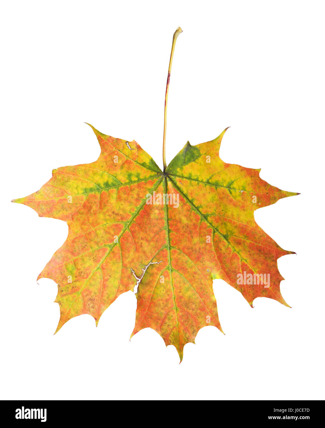 Maple leaf isolated on white background Stock Photo - Alamy