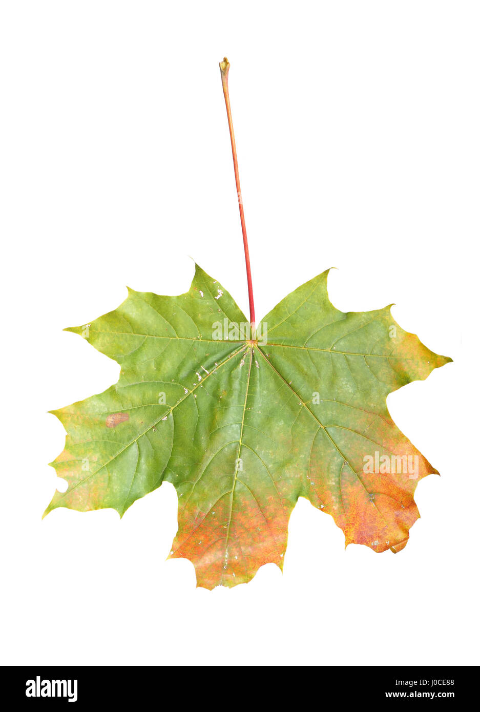 Maple leaf isolated on white background Stock Photo - Alamy