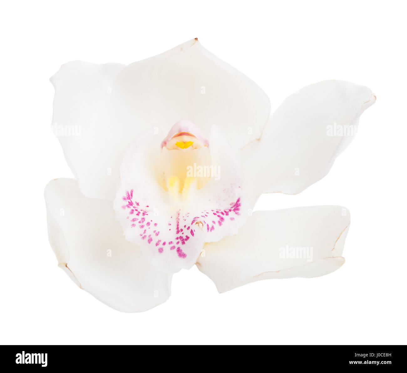 White tropical orchid flower isolated on white background Stock Photo ...