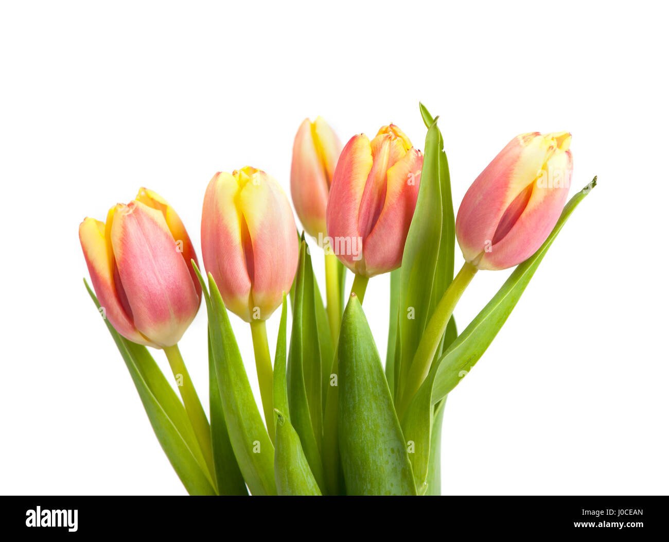 Tulips isolated on white background Stock Photo - Alamy