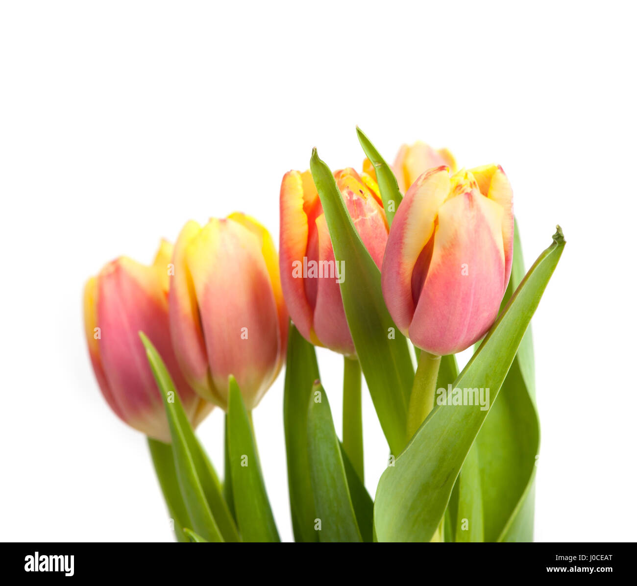 Tulips isolated on white background Stock Photo - Alamy