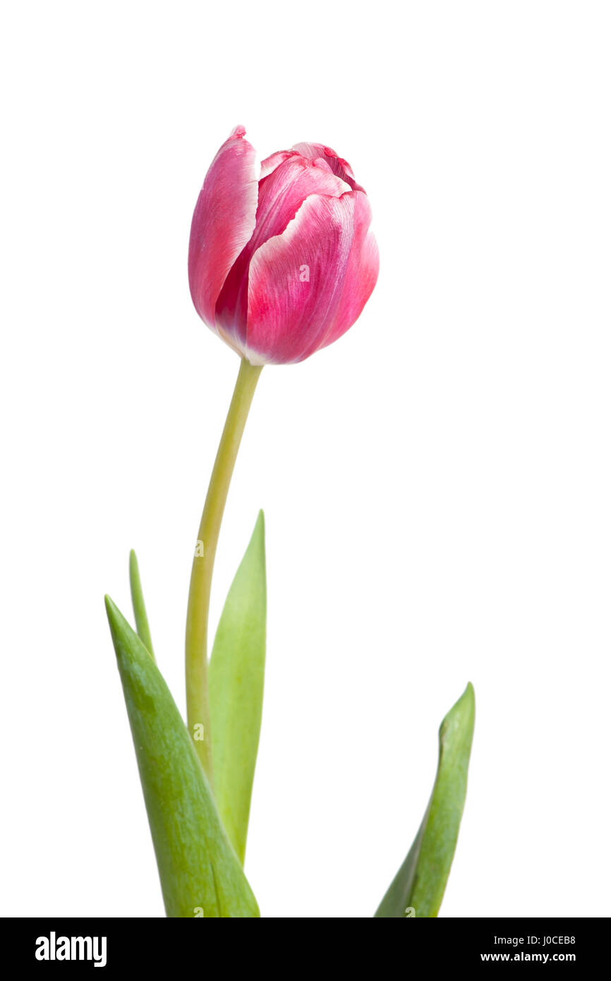 Tulip isolated on white background Stock Photo - Alamy