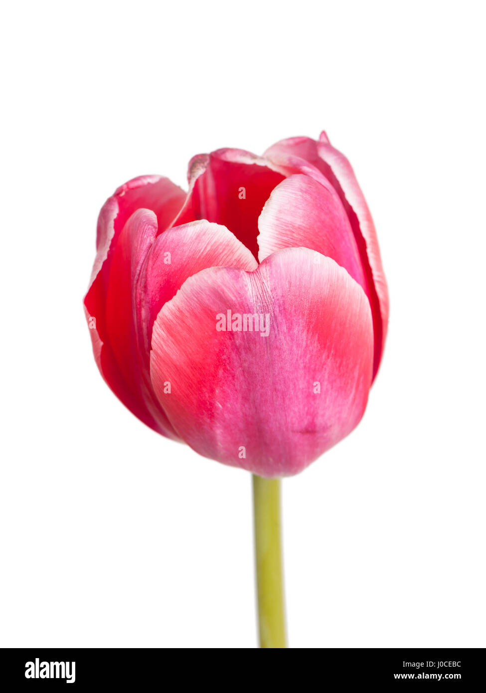 Tulip isolated on white background Stock Photo - Alamy