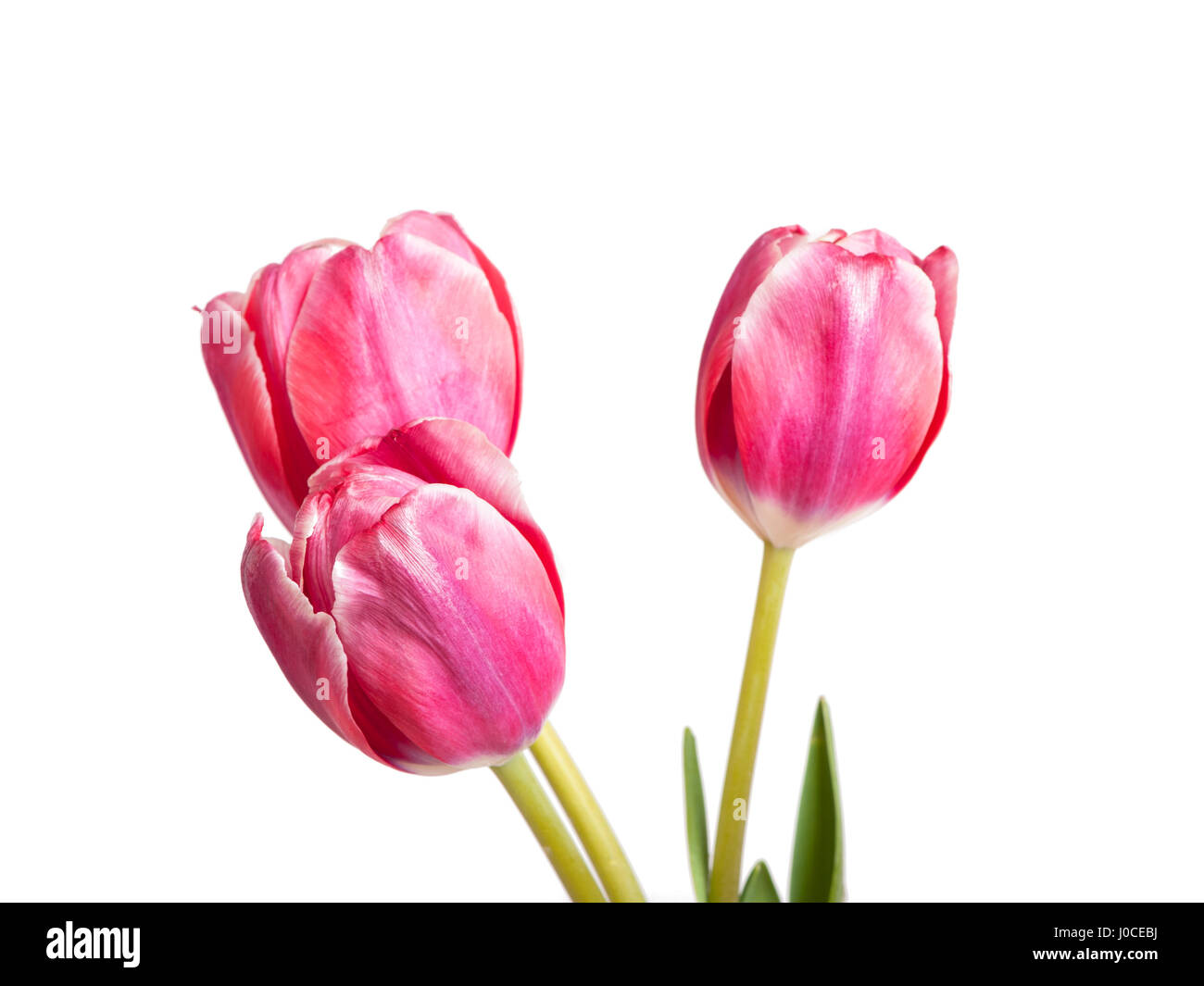 Tulips isolated on white background Stock Photo - Alamy