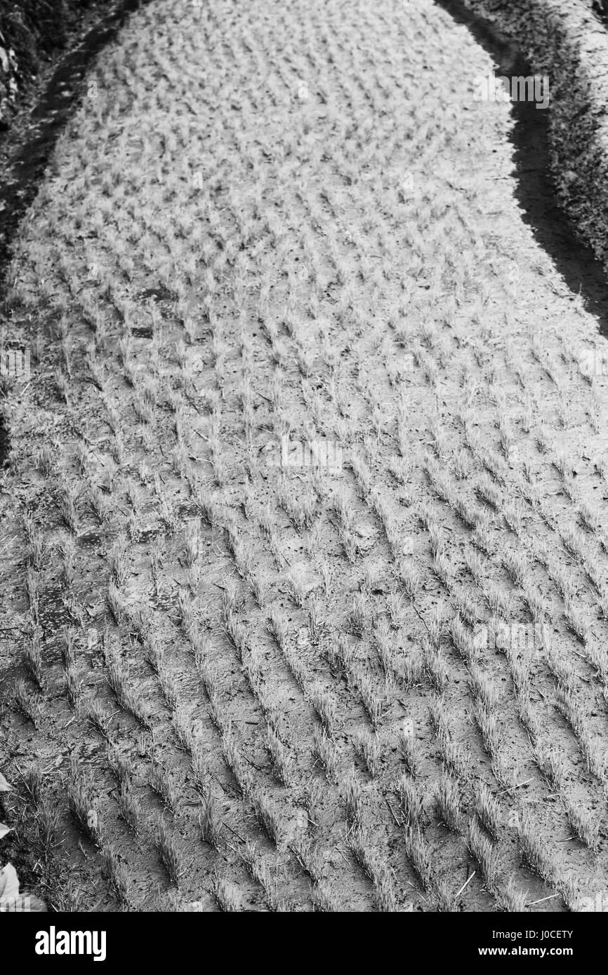 blur  in   philippines  close up of a rice    cereal cultivation field Stock Photo