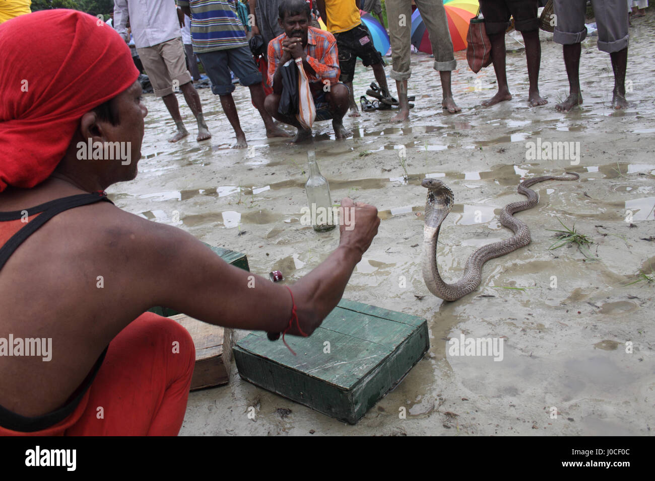 Man playing with snake, bishnupur, west bengal, india, asia Stock Photo